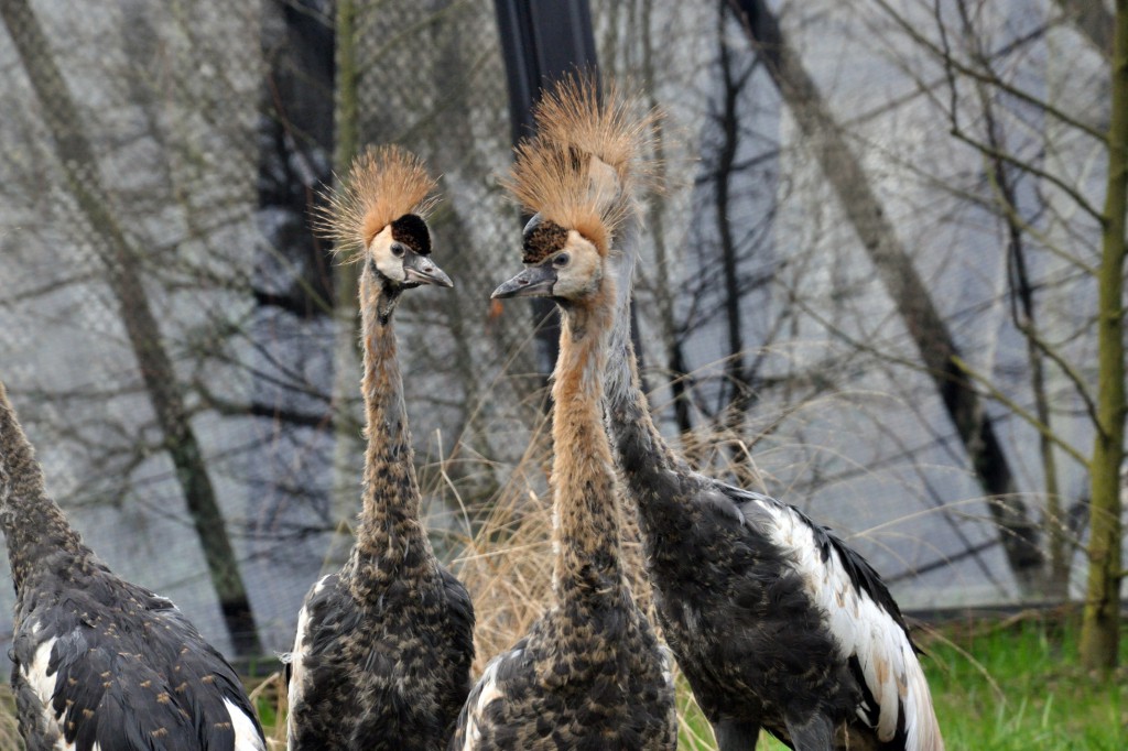W parku zamieszkały żurawie