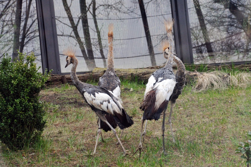 W parku zamieszkały żurawie