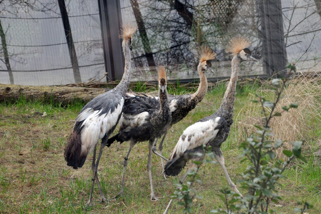 W parku zamieszkały żurawie