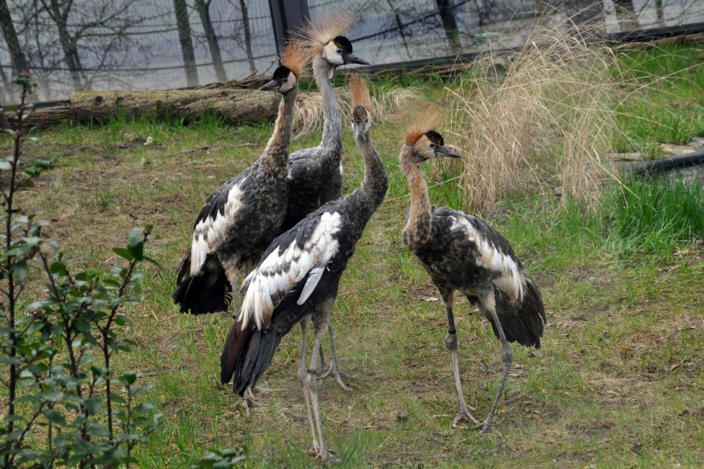 W parku zamieszkały żurawie