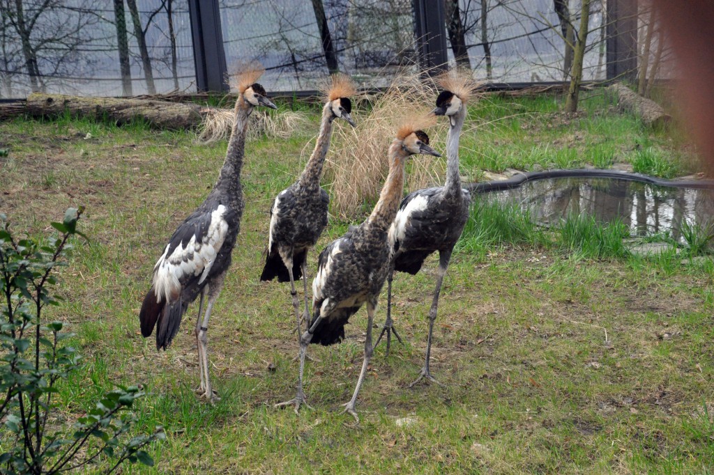 W parku zamieszkały żurawie