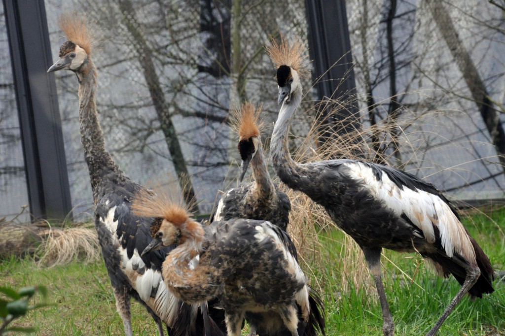 W parku zamieszkały żurawie