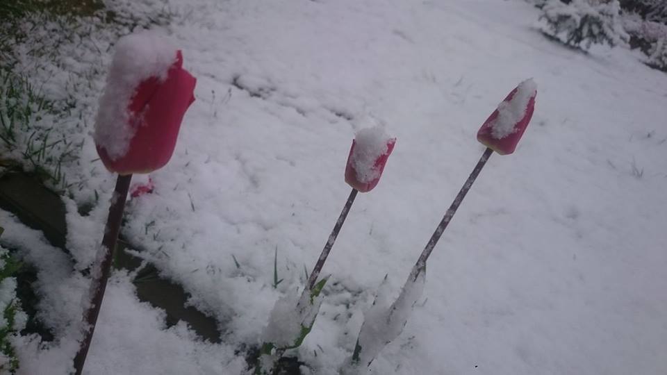 Zima w maju. Wasze zdjęcia