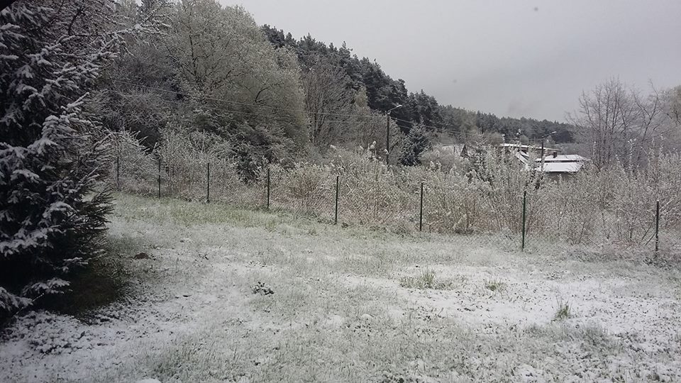 Zima w maju. Wasze zdjęcia
