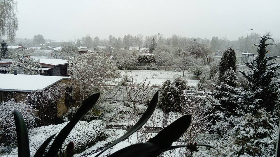 Zima w maju. Wasze zdjęcia