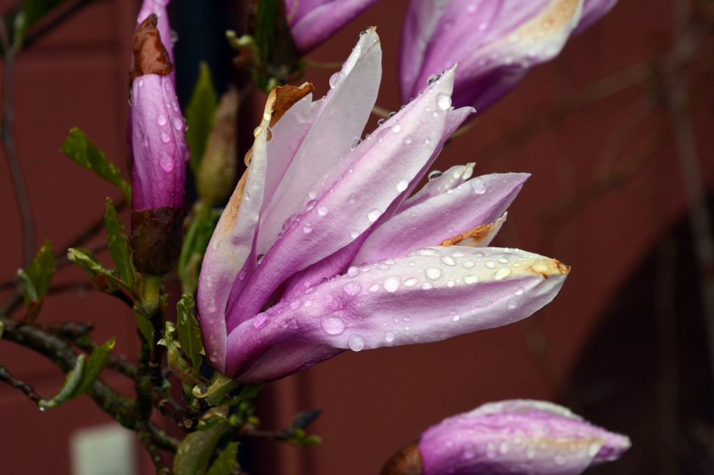 Zima w maju. Kiedy wróci wiosna?