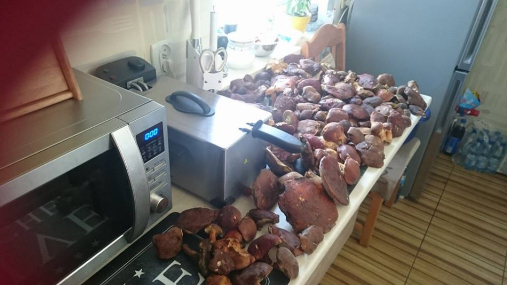 Takie grzyby znaleźli nasi Czytelnicy