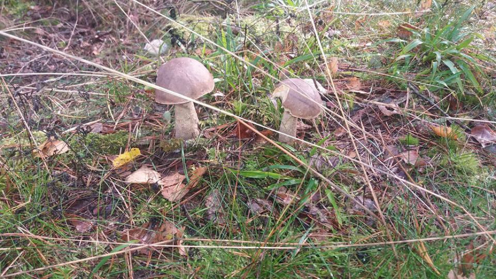 Takie grzyby znaleźli nasi Czytelnicy