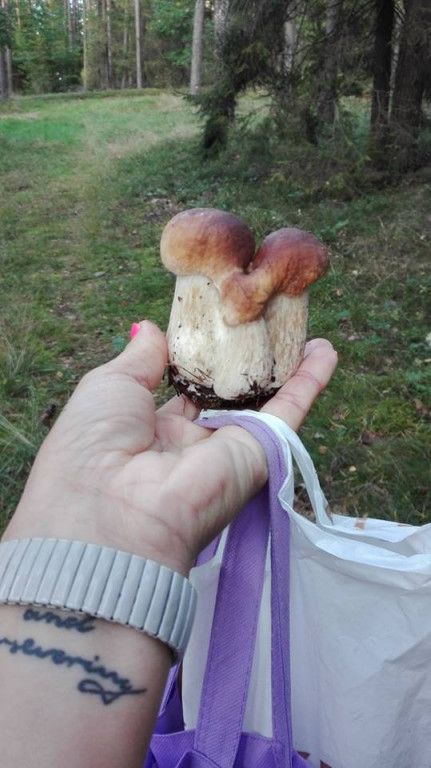 Takie grzyby znaleźli nasi Czytelnicy