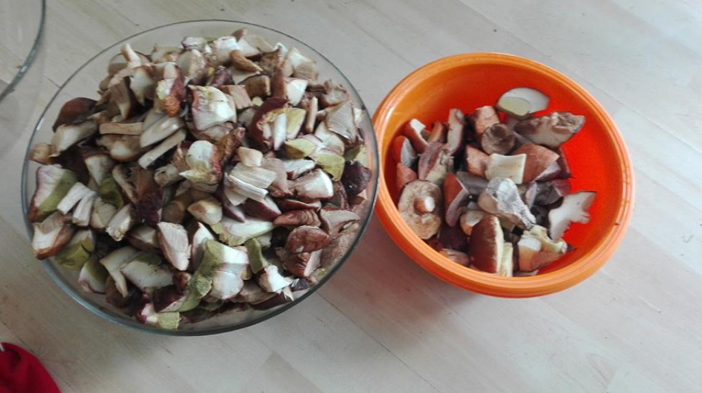 Takie grzyby znaleźli nasi Czytelnicy