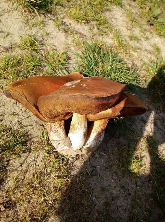 Takie grzyby znaleźli nasi Czytelnicy