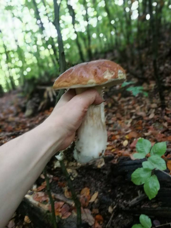 Takie grzyby znaleźli nasi Czytelnicy
