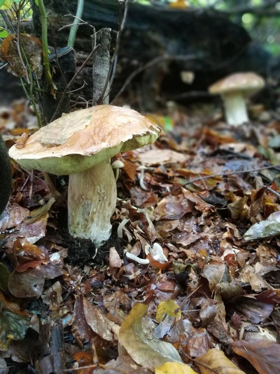 Takie grzyby znaleźli nasi Czytelnicy