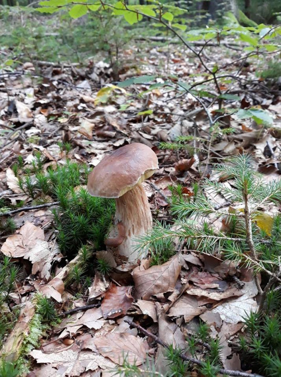 Takie grzyby znaleźli nasi Czytelnicy