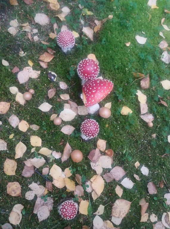 Takie grzyby znaleźli nasi Czytelnicy