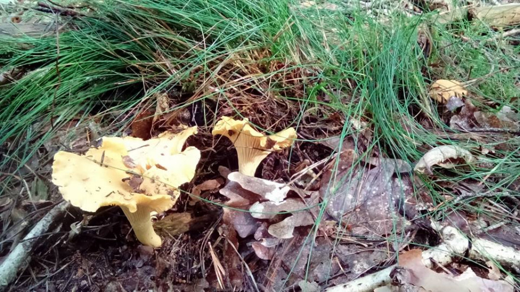 Takie grzyby znaleźli nasi Czytelnicy
