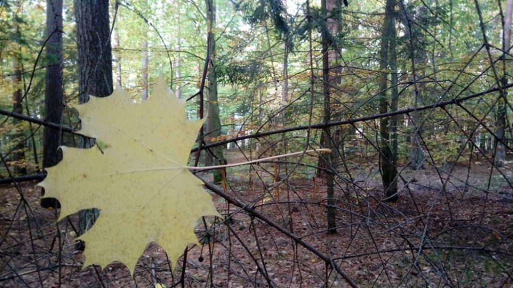 Magiczna jesień na zdjęciach Czytelników