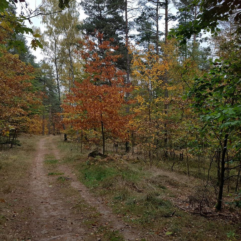 Magiczna jesień na zdjęciach Czytelników
