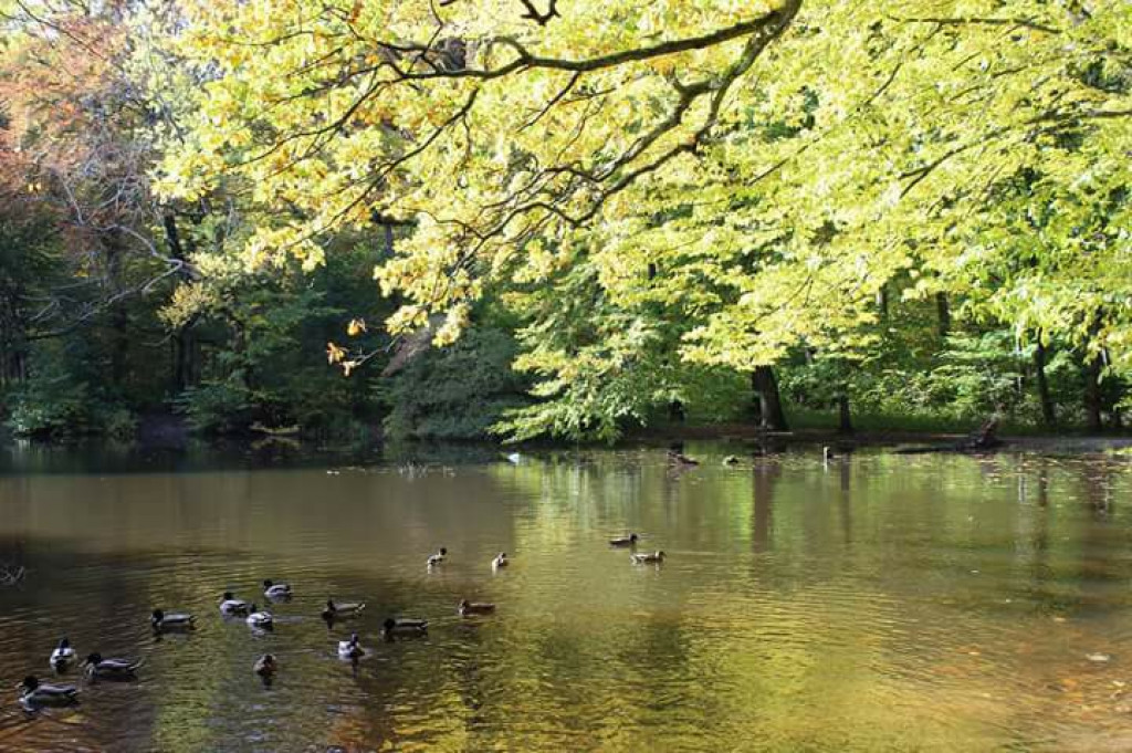 Magiczna jesień na zdjęciach Czytelników
