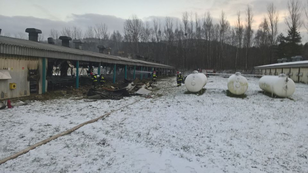 Pożar kurnika. Dziesięć zastępów w akcji