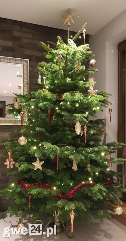 Wasze choinki robią wrażenie [GALERIA ZDJĘC]