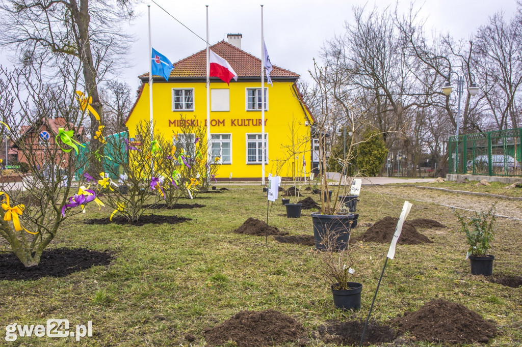 Przywitali wiosnę, sadząc miododajne rośliny