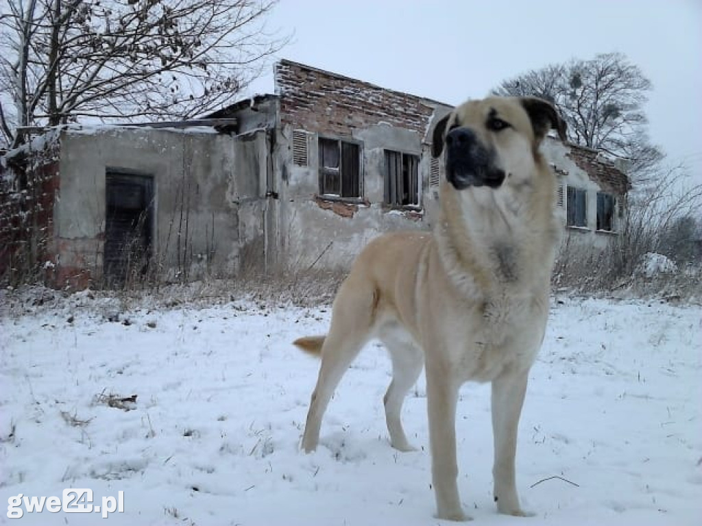 Pupile - zdjęcia czytelników