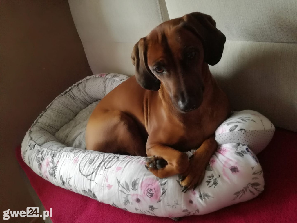 Pupile - zdjęcia czytelników