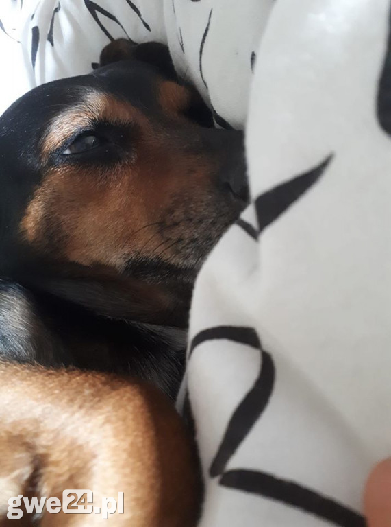 Pupile - zdjęcia czytelników