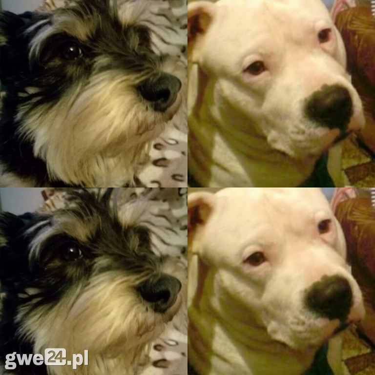 Pupile - zdjęcia czytelników