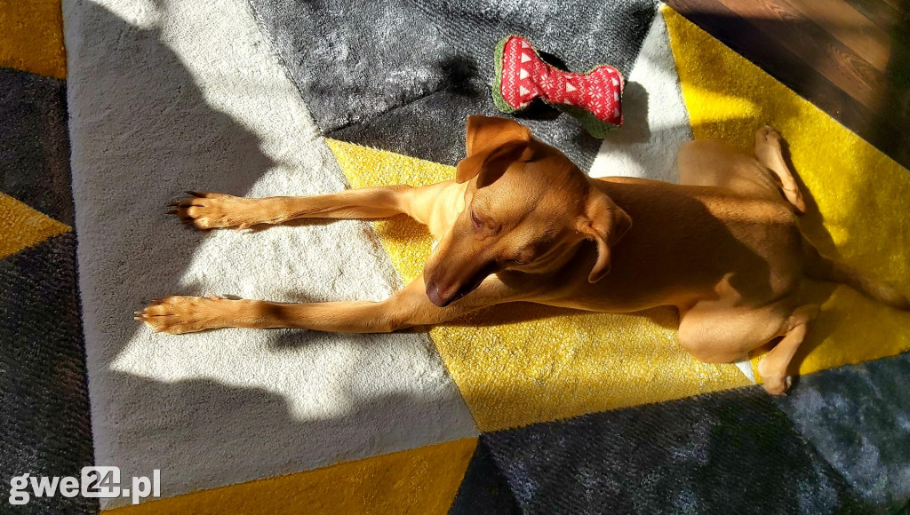 Pupile - zdjęcia czytelników
