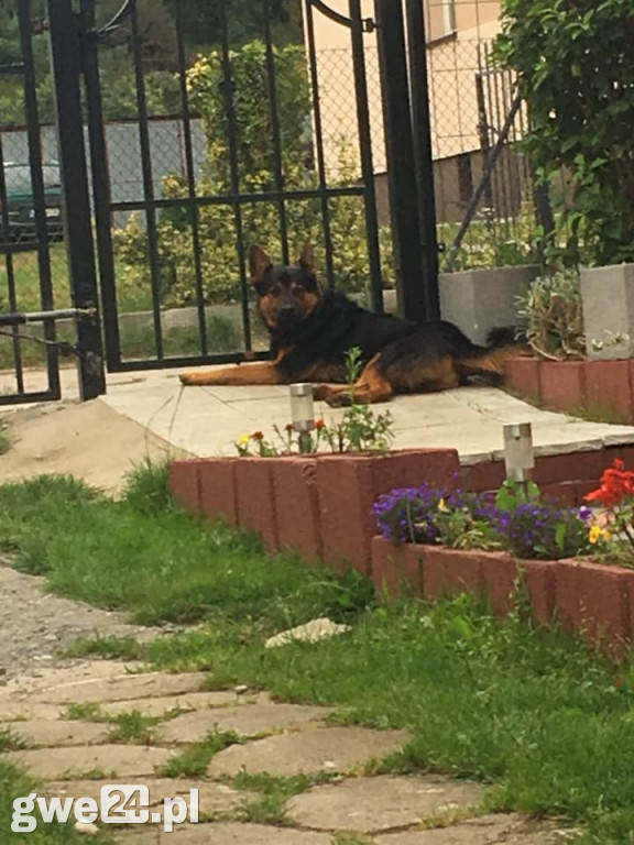 Pupile - zdjęcia czytelników