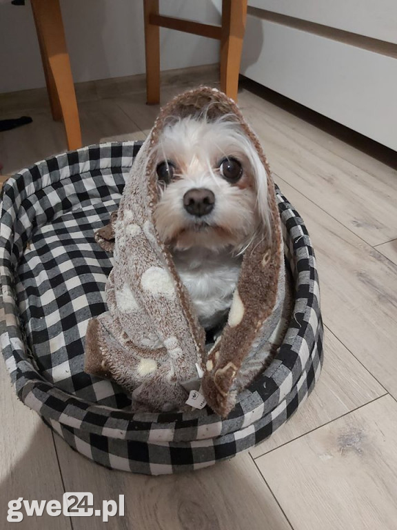 Pupile - zdjęcia czytelników