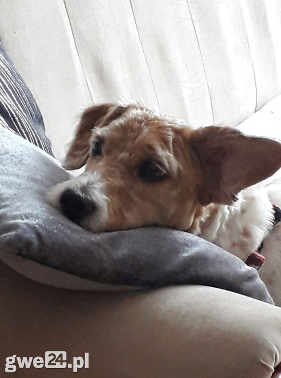 Pupile - zdjęcia czytelników