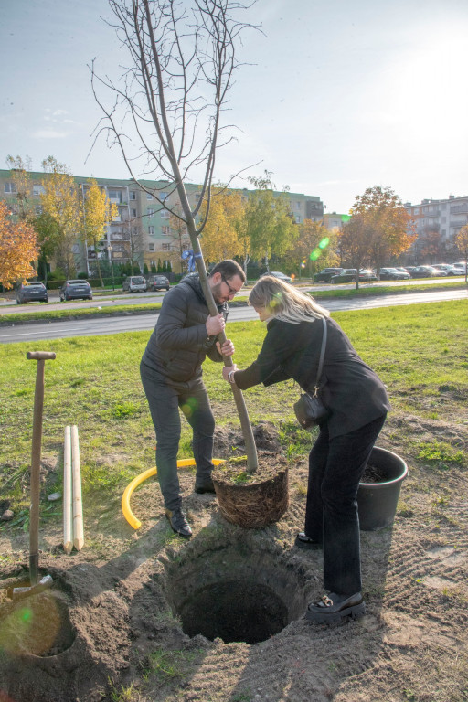 „Zieleń na mur-beton” - W Rumi przybyło 71 drzew