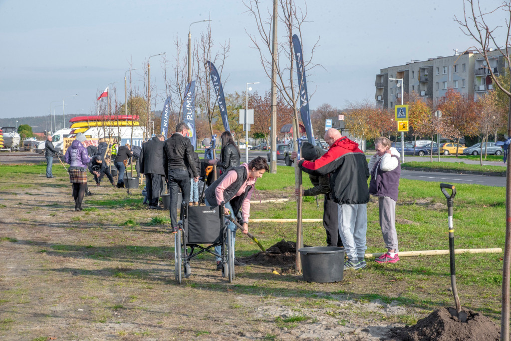 „Zieleń na mur-beton” - W Rumi przybyło 71 drzew