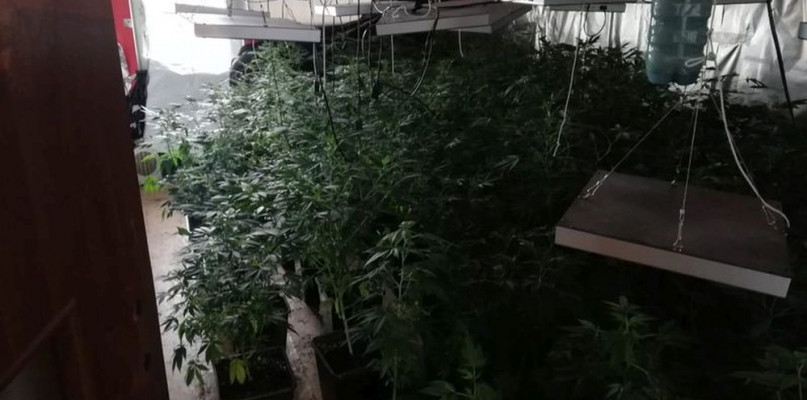 Policja zatrzymała 2 mężczyzn za uprawę konopii indyjskich