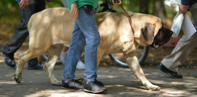 Mandaty dla właścicieli psów! Weszły nowe, bardziej restrykcyjne przepisy