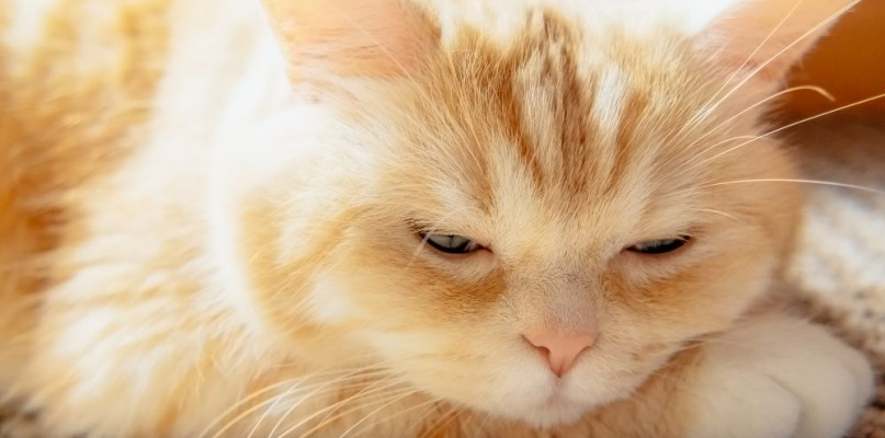 Czym jest ruja u kotki?