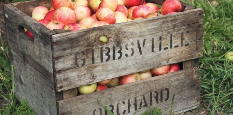 Jaka praca sezonowa w Niemczech najbardziej się opłaca? Ile można zarobić?