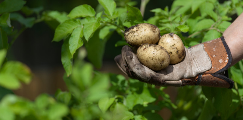 Nasiona ziemniaka – praktyczne informacje