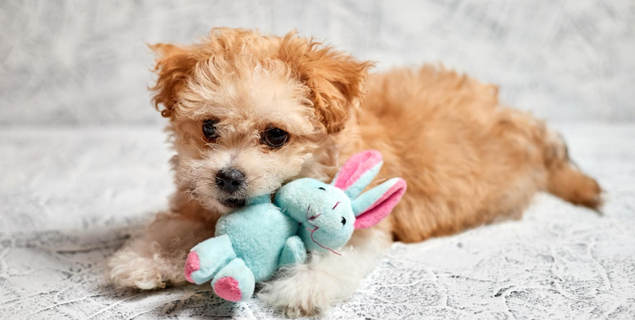 Wyprawka dla szczeniaka – jak ją skompletować?