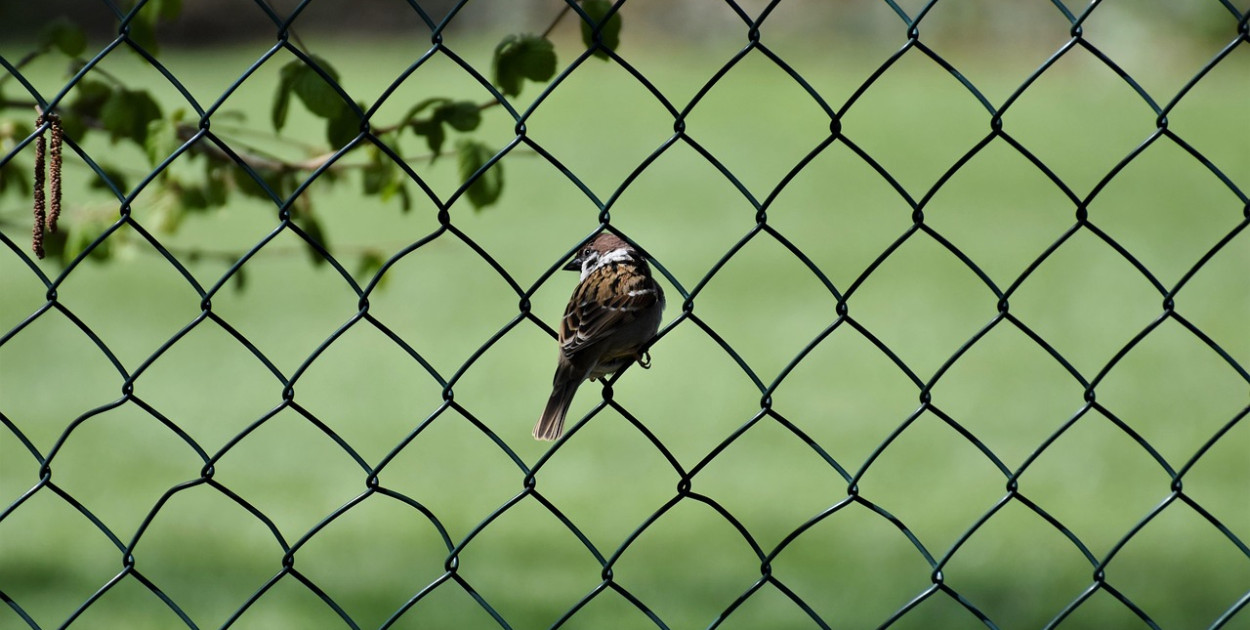 Wytrzymałe i nowoczesne ogrodzenia – postaw na sprawdzone rozwiązania od PW Janows
