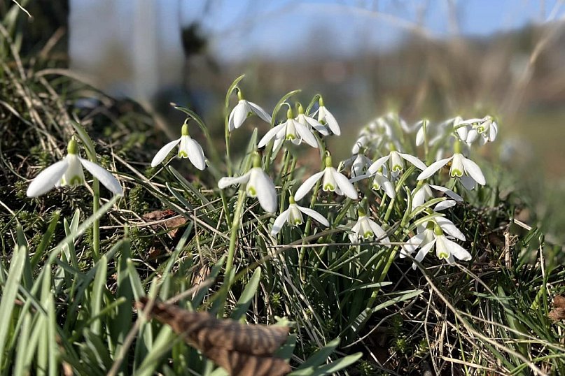 Wiosna w ogrodzie czytelników