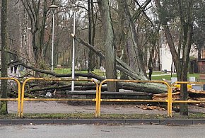 Wyjazdy OSP w związku z silnym wiatrem-41835