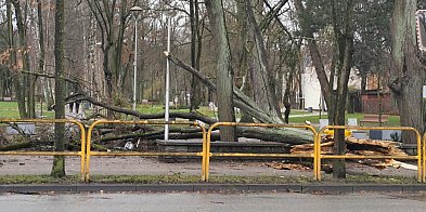 Wyjazdy OSP w związku z silnym wiatrem-41835