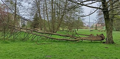 Miejskie drewno w służbie naturze, czyli Dzień Ziemi w Redzie-43652