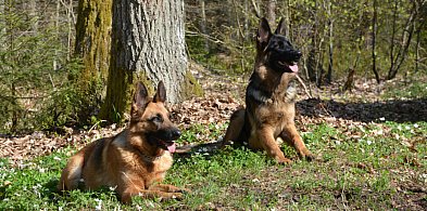 1 lipca - Dzień Psa i zbiórka dla schroniska-44639