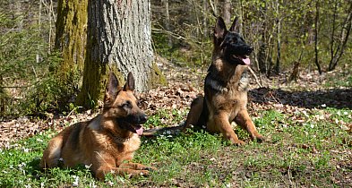1 lipca - Dzień Psa i zbiórka dla schroniska-44639
