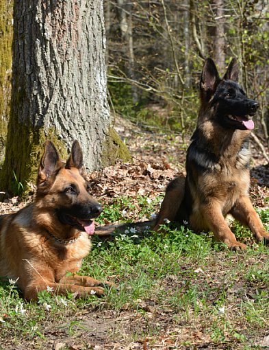 1 lipca - Dzień Psa i zbiórka dla schroniska-44639